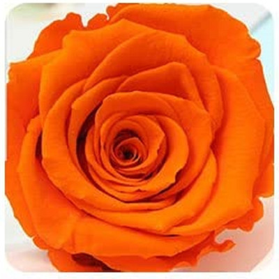 Qualtivate GBPT-4A Hybrid Rose Seeds Seed(25 per packet)