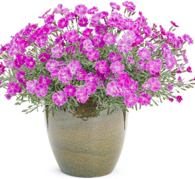 Lorvox Carnation Flower Mixed Colour F1 Hybrid Seed(50 per packet)