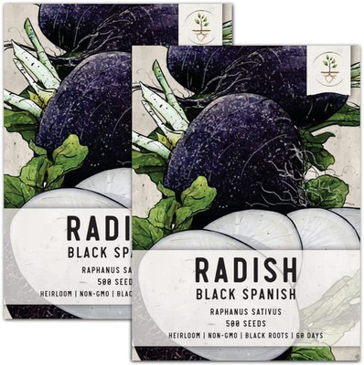 CYBEXIS NBIR-25 - Black Spanish Radish (Raphanus sativus) - (2250 Seeds) Seed(2250 per packet)