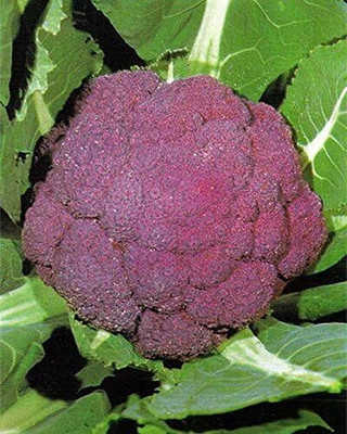 Qualtivate HUA-1A Purple Headed Cauliflower Seeds Seed(300 per packet)