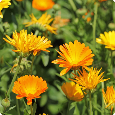 GREENSEA Calendula Flower Seed(28 per packet)