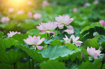 OUR BAZAAR lotus,kamal gatta Seed(14 per packet)