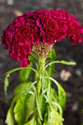 BDSresolve Celosia Flower Seeds pack of 13 Seed(13 per packet)
