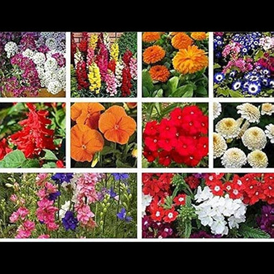 ibains Flower seeds for winter Seed(85 per packet)