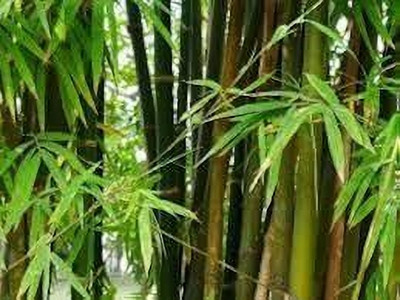 ibains Bamboo seeds for tree Seed(310 per packet)