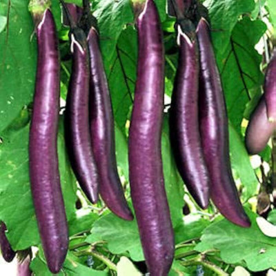 BDSresolve brinjal seeds for planting pack of 57 Seed(57 per packet)