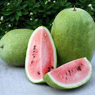 VibeX LX-98 - Watermelon Alibaba Giant Mix - (150 Seeds) Seed(150 per packet)
