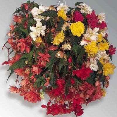 Qualtivate LXI-90 Begonia Seeds - Illumination Mix Seeds Seed(25 per packet)
