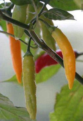 CYBEXIS Peruvian Yellow Chili Pepper Seeds1200 Seeds Seed(1200 per packet)