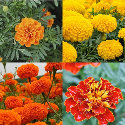ibains Marigold seeds orange 23 Seed(23 per packet)