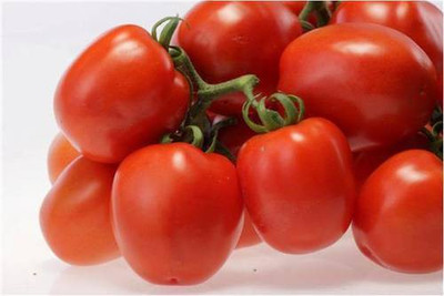 CYBEXIS Supriya Hybrid Tomato2000 Seeds Seed(2000 per packet)