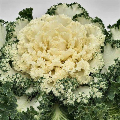 WILLVINE VNR -IX Osaka White Flowering Ornamental Cabbage [10g] Seed(3000 per packet)