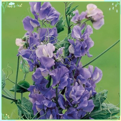 VibeX ® LXI-683 Sweet Pea Seeds - Noel Sutton Seed(50 per packet)