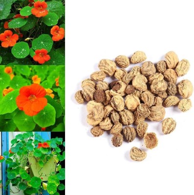 CYBEXIS Rare Nasturtium Seeds Perennial Flower Seed(50 per packet)