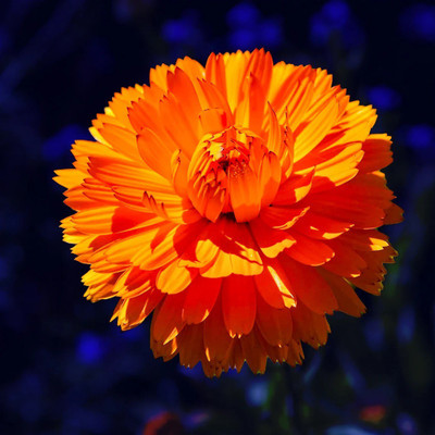 Lippy Calendula Orange Gitana Seed(100 per packet)