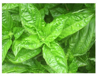 Qualtivate HUA-7 Basil Napoletano Seed(1000 per packet)