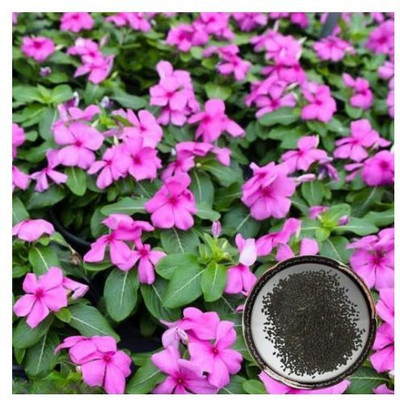 Crapulous Vinca Rosea Mixed Color Flower Seeds PACK OF 150 Seed(150 per packet)