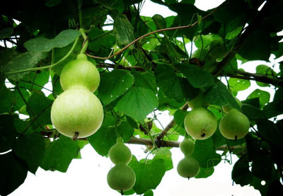 VibeX GUA-15 - Bottle Gourd Buddha Squash - (100 Seeds) Seed(100 per packet)