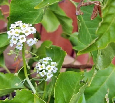 Avysa Sweet Alyssum Seeds - Tall White Seed(50 per packet)