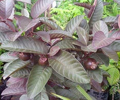 Aywal Guava, Amrood, Amrud, Psidium, Guajava Seed(30 per packet)