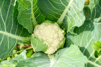 THAMMAR white cauliflower,gobhee seeds Seed(15 per packet)