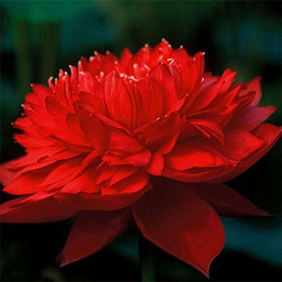 CRGO LOTUS , KAMAL Seed(12 per packet)