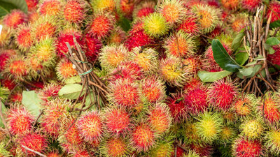 MAA LITCHI,LICHEE,LYCHEE Seed(10 per packet)
