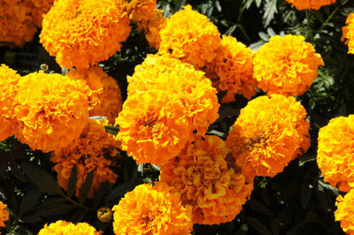 bloomaura marigold/gende ka phool flower seeds Seed(50 per packet)