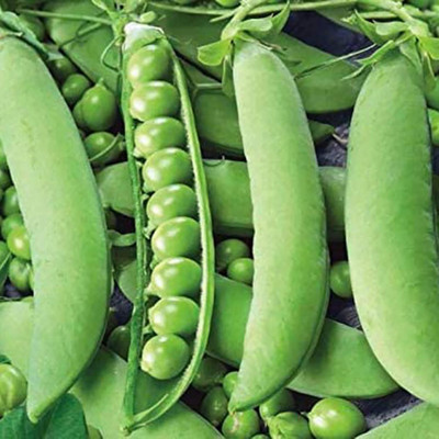 KNESSiN XIV-78 Pea Seed(100 per packet)