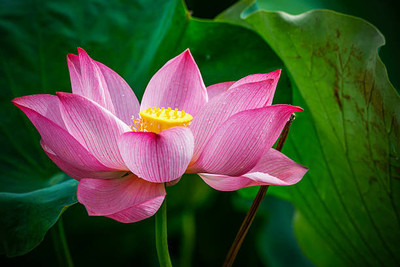 Farmonix lotus,kamal gatta Seed(10 per packet)