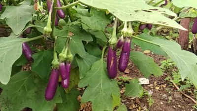 AloGardening All seasons hybrid brinjal seeds, Seeds for brinjal all season Seed(30 per packet)