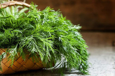 VibeX VVI-55 - Dill Mammoth Long Island - (2250 Seeds) Seed(2250 per packet)
