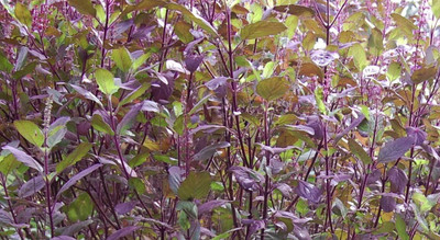 LPR TULSI, BASIL SEEDS Seed(30 per packet)