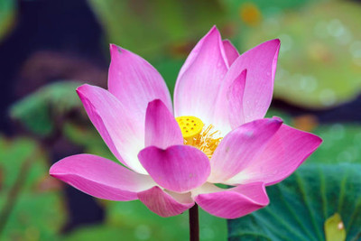 Jessica lotus,kamal gatta Seed(10 per packet)