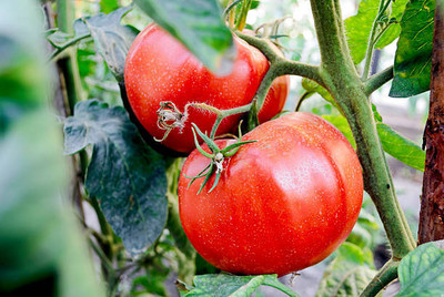 KLARKEE tomato Seed(145 per packet)