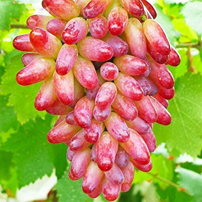 Aywal Red Grabes Hybrid Fruit Seed(60 per packet)