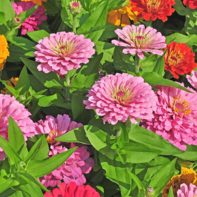 Arshiayat Zinnia Mix Flower Seed(38 per packet)