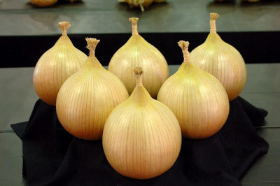 Biosnyg High Germination Giant Exhibition Onion Seeds For Planting-(750 Seeds) Seed(750 per packet)