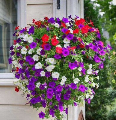 Om Cosmos Petunia multiflora mix quality flowers Seed(40 per packet)