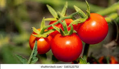 XOLDAA hybrid f1 quality tomato seeds Seed(30 per packet)