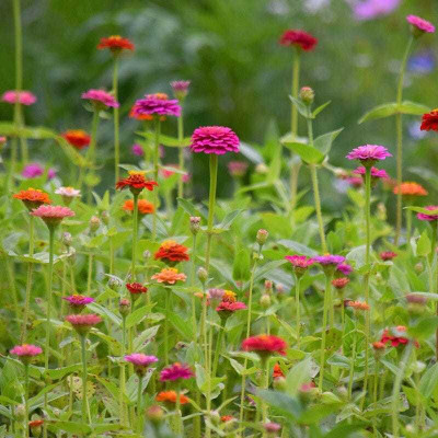 Quentova Zinnia Lilliput Mix-CTU-9T Seed(50 per packet)
