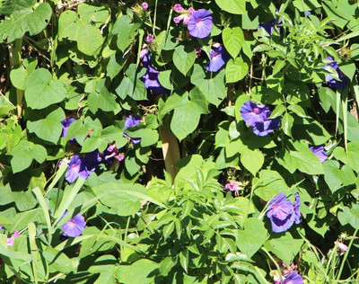 Quentova Ipomoea purpurea 'Night'-QLTY-8S Seed(75 per packet)