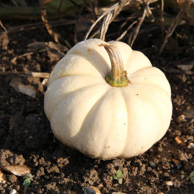 KNESSiN Heat Tolerant White Queen Pumpkin (20 Seeds) Seed(20 per packet)