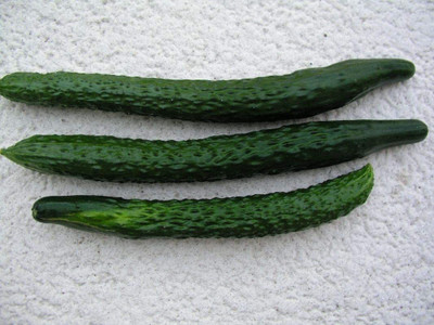 CYBEXIS GUA-83 - Japanese Long Cucumber - (450 Seeds) Seed(450 per packet)