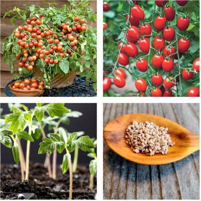EDEN OF EARTH TOMATO SEEDS Seed(100 per packet)