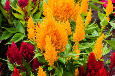 Aywal Celosia Mixed Colour F1 Hybrid Seeds Seed(100 per packet)