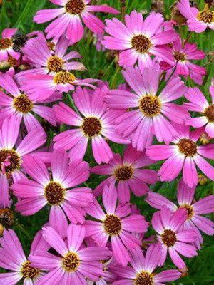 Aywal Coreopsis Mix Color Flower Seed(10 per packet)