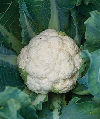 KNESSiN White Corona Cauliflower Seed(1250 per packet)