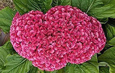 MAA Cockscomb Seed(190 per packet)