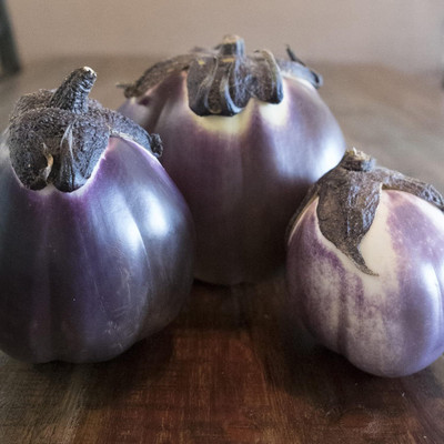 KNESSiN Prosperosa F1 Hybrid Brinjal Seeds-[10gm] Seed(2000 per packet)